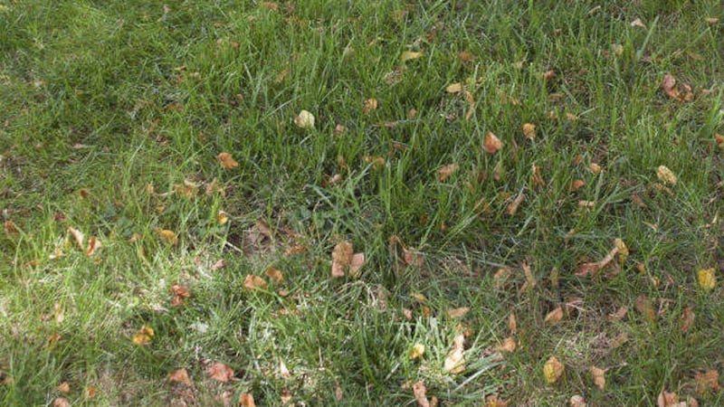 Save time and energy by mowing leaves gathered on grass rather than raking  