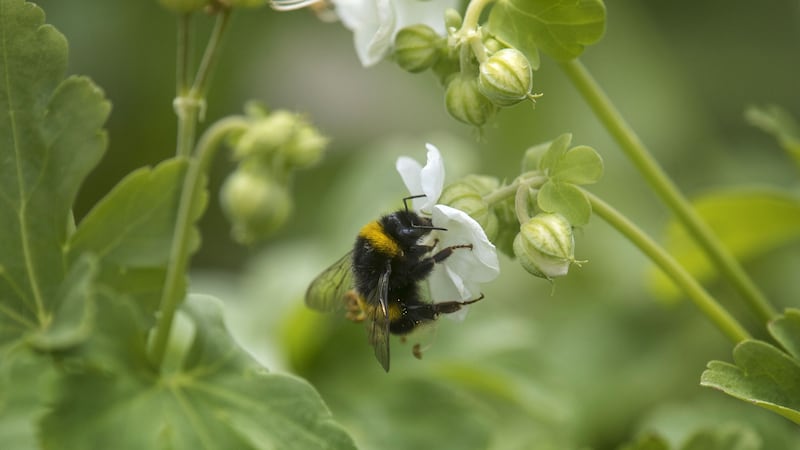 A potential replacement for neonicotinoid pesticides reduces the ability of bumblebees to reproduce, research suggests.