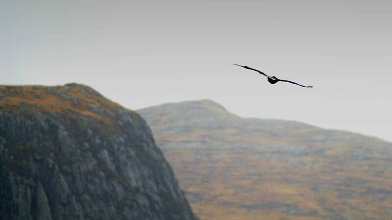 A golden eagle soars over Glenveagh National Park in Donegal. Picture by Haydn West, Press Association