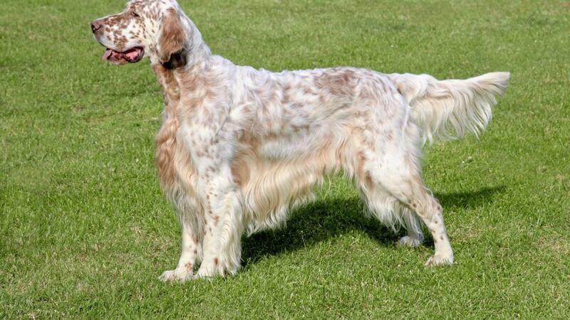 The pet was an English Setter 