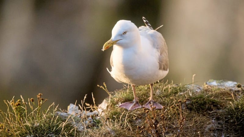Herring gull numbers have recovered slightly in the north but continue to fall in Britain 