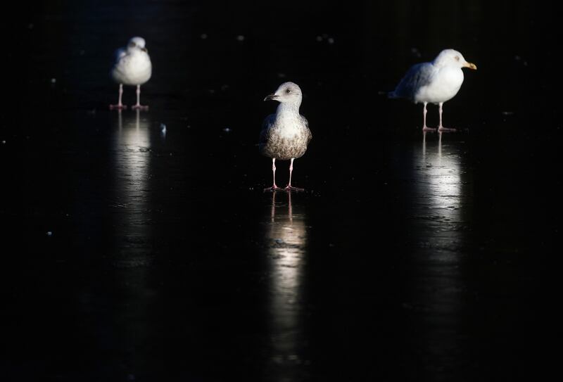 Gulls stand on a frozen pond in Dublin's St. Stephen's Green as weather warnings for snow remain in place in the coming days as temperatures across Ireland plummet. Picture by Brian Lawless, PA Wire