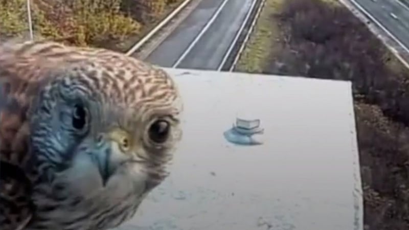 Watch this kestrel cosy up to its favourite motorway camera