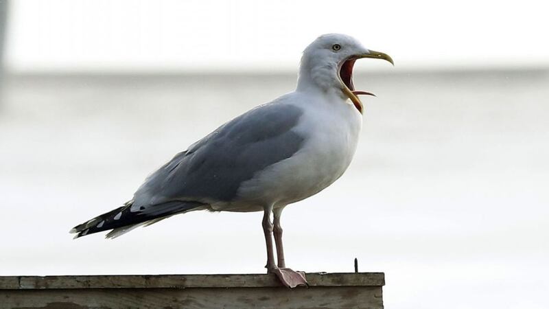'My friend had a chip taken away from him': Watch MPs discussing Britain's seagull problem