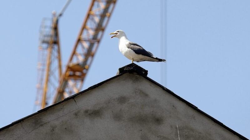 The boss gull surveys his fiefdom of the Irish News car park. Picture by Mal McCann 