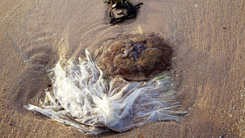 Beaches in Northern Ireland and England saw the biggest drop in the number of plastic bags found 
