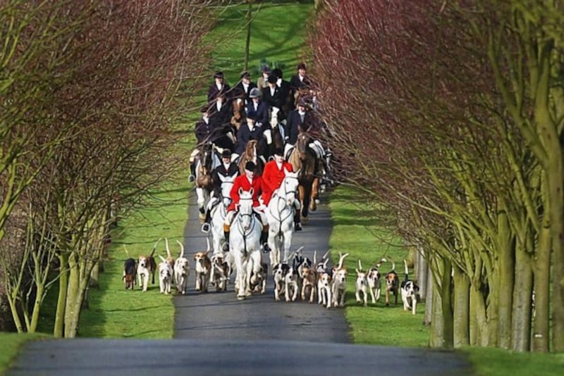 Hounds of the Bilsdale Hunt, the oldest Foxhunt in the Country dating back to 1658 during their meet.