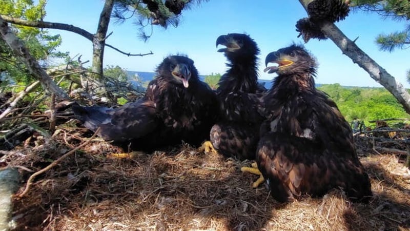 Three white-tailed eagle chicks pictured in Co Clare (National Park and Wildlife Service)