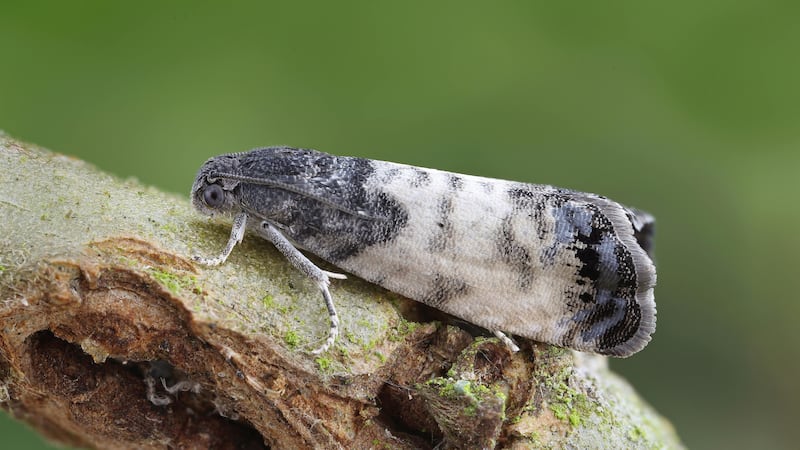 The sallow-shoot piercer moth was spotted at a nature reserve near Glasgow.
