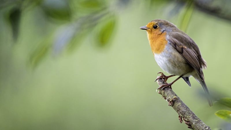 The robin&#39;s babbled notes frequently descend around us to proclaim the year is waning but also to reassure us, it will sing come what may 