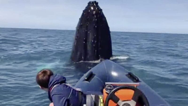 A Co Kerry teen has a close encounter with a humpback whale 