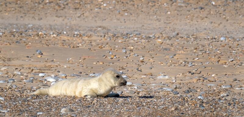 Rangers are expecting around 4,500 grey seal pups to be born at Blakeney Point this season (Hanne Siebers/ National Trust/ PA)