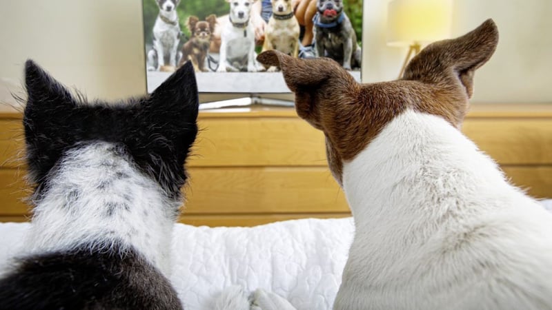 Watching animals on screen can have a calming effect 