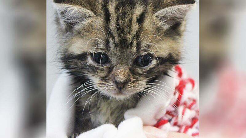 &nbsp;Macavity the kitten was found in a wall at a north Belfast social club