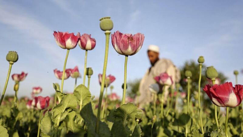 An Afghan man walks through a poppy field in the Surkhroad district of Jalalabad, east of Kabul, Afghanistan PICTURE: Rahmat Gul/AP 