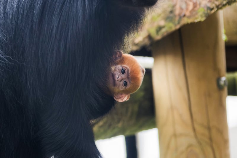 There are only 2000 Francois langur species in the wild, according to Twycross Zoo (Twycross Zoo)