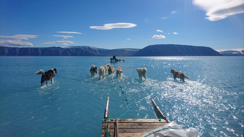 Research teams crossing a partially melted fjord to retrieve equipment photographed huskies wading through a shallow lake on top of an ice sheet.