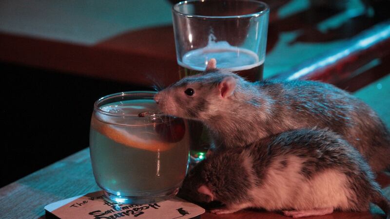 The rodent theme also extends to the cocktails, which include an Ama-RAT-o Sour.
