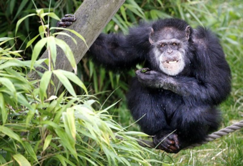 Chimpanzee groups.