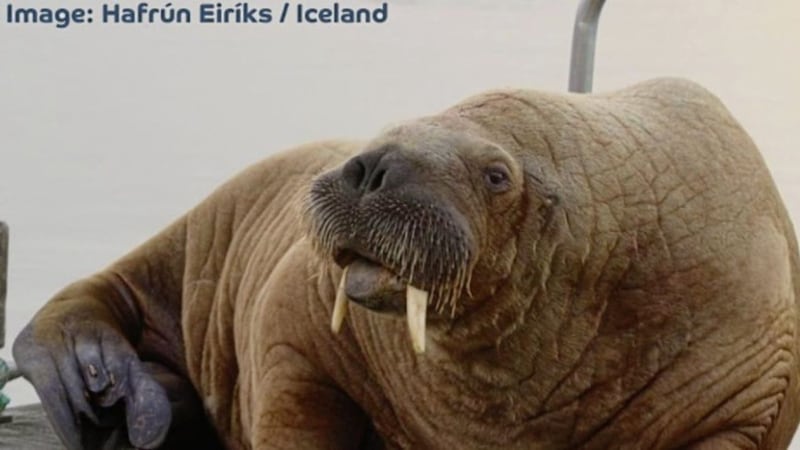 Wally the Walrus has been spotted in Iceland 