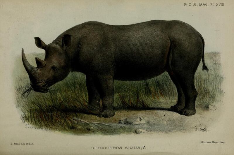 Rhino drawing