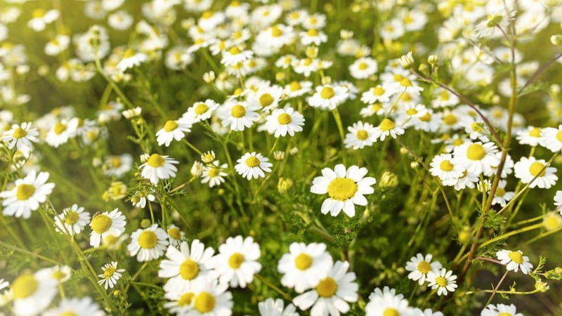 The humble common daisy is a familiar sight - and perhaps an underappreciated one 