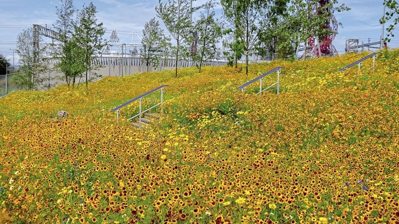 An urban meadow at London&#39;s Olympic Park 