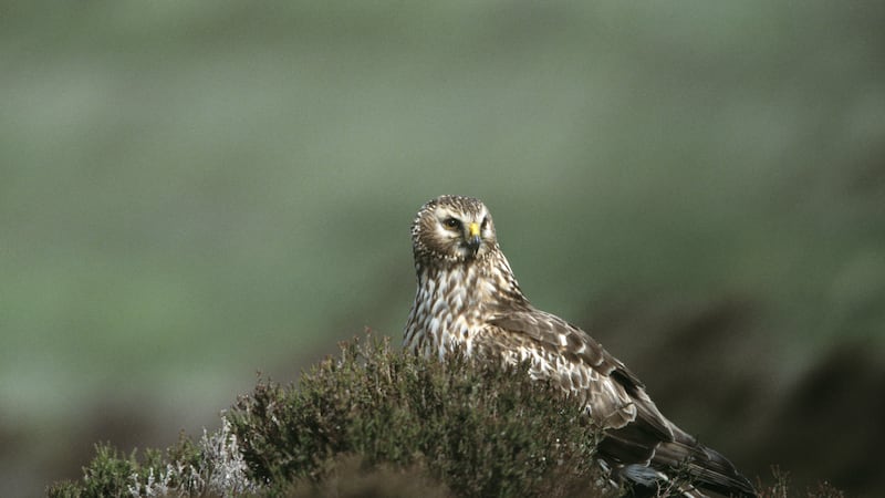 Concerns have been raised after the Hen Harrier population in Northern Ireland was found to have dropped by more than 26%