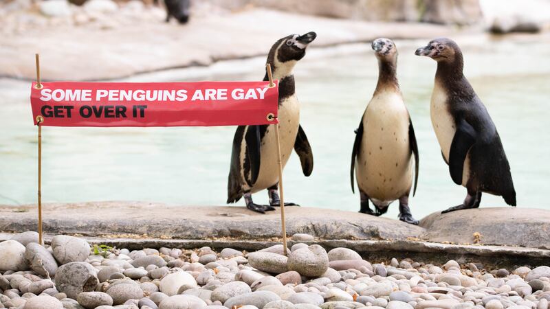 London Zoo’s colony of 93 Humboldt penguins will celebrate LGBTQ+ Pride this July.