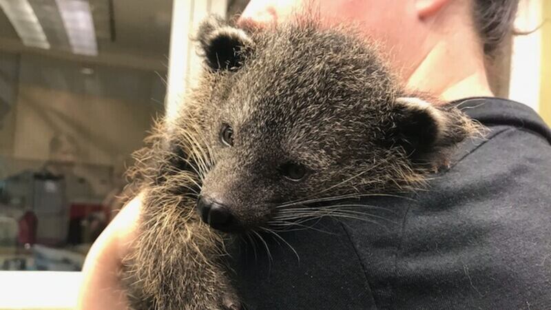 A young bearcat, or binturong, arrived at Cincinnati Zoo in Ohio after being moved from Nashville Zoo in Tennessee.