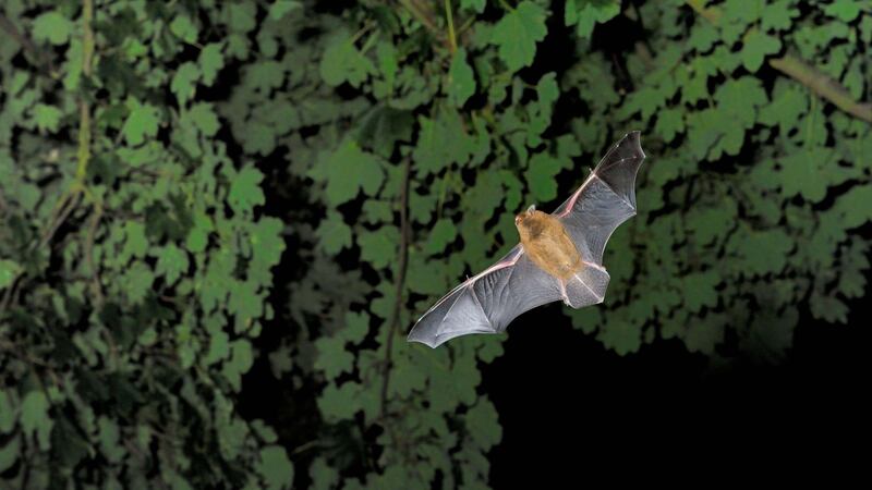 Researchers found bat’s activity decreased in some species during periods of music playback (Alamy/PA)