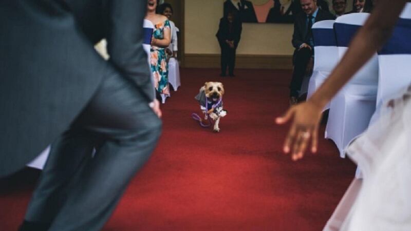 The adorable seven-year-old Yorkshire terrier was none other than the ring bearer.