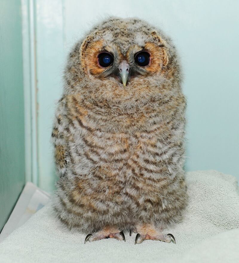 RSPCA Norfolk’s latest intake of injured and orphaned owlets is so adorable it hurts
