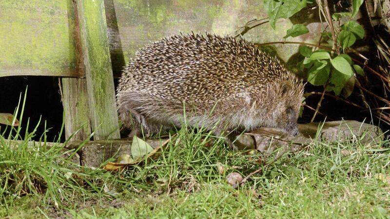 We need to find more way to protect hedgehogs 