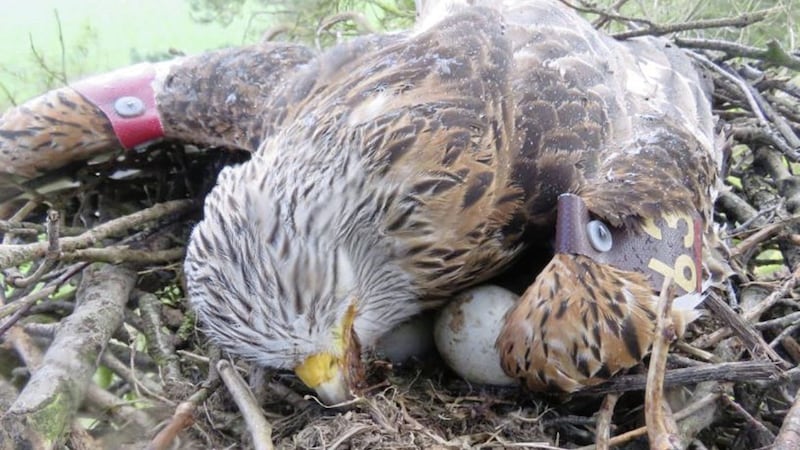 Three orphaned eggs were found in the nest beneath the red kite mother. Picture by RSPB NI 