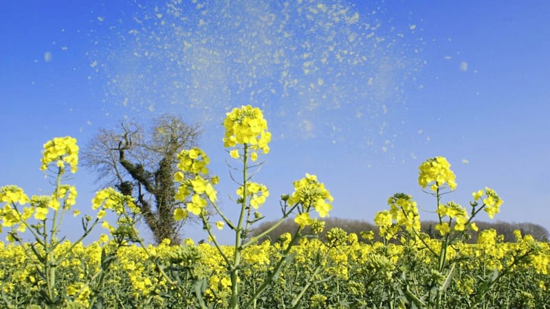 The pollen season is estimated to have lengthened by around 30 days in the past three decades 