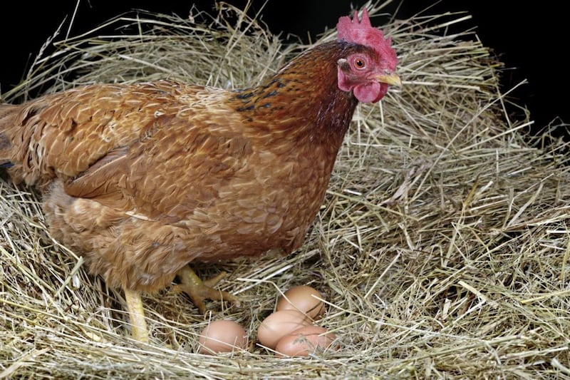 The poultry industry was a key beneficiary of the RHI scheme