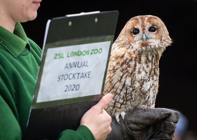 Owlberta the Tawny Owl peers round a zookeeper’s clipboard