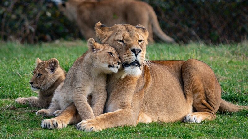 Two litters of lion cubs have made their public debut.