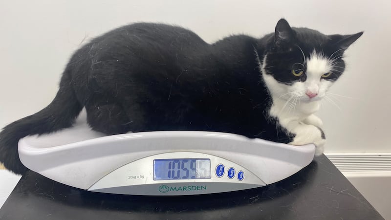Dixie is on a special diet and exercise regime to help her reach a healthier weight.