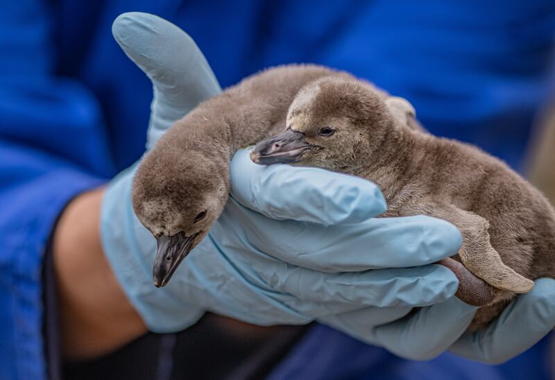 Penguin chicks Rob and Ryan with zookeeper Zoe Sweetman soon after they hatched (12)