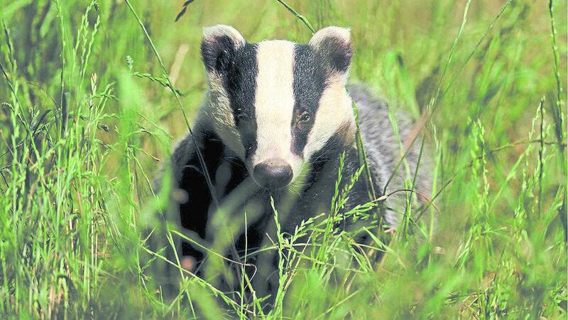 Badgers are known to spread TB to cattle 