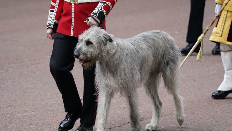 As the regimental mascot of the Irish Guards, Seamus played a prominent role in the parade.