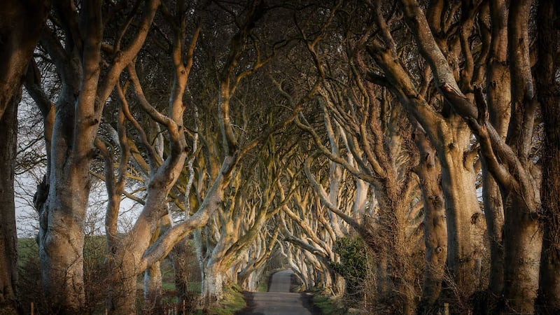 &nbsp;Several trees which make up the famous Dark Hedges in Co Antrim have come down as Storm Gertrude battered the north.