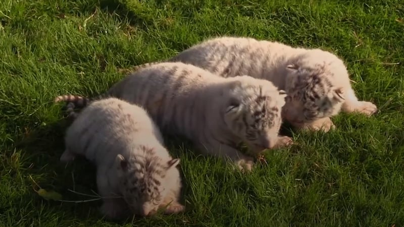 Two males and one female of the species have been born at Taigan Safari Park in Crimea.