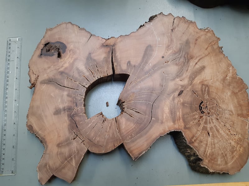 Cross-section of a subfossil yew trunk after surface preparation. The disc contains 380 tree-rings, i.e the tree was at least 380 years old when it died. (T. Bebchuk/ PA)
