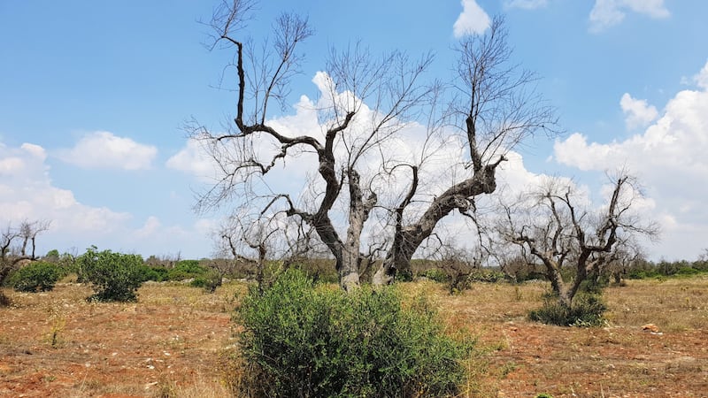 Xylella is not present in the UK but has been on the march in Europe.