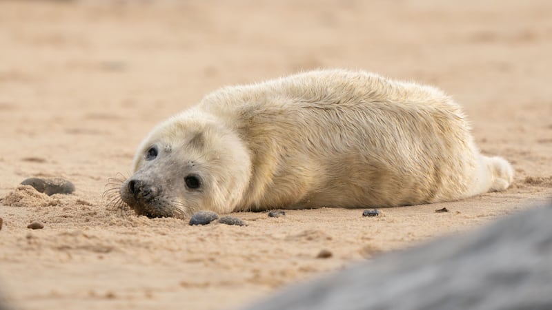 Friends of Horsey Seals warned people not to get too close to the pups at the Norfolk beach.