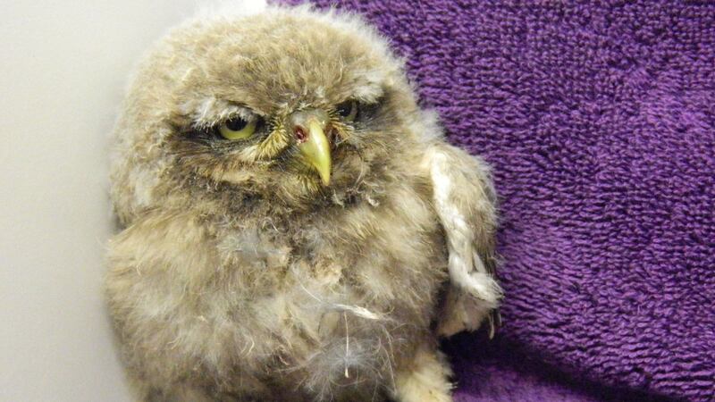 East Winch Wildlife Centre is now caring for 32 tawny, barn and little owlets.