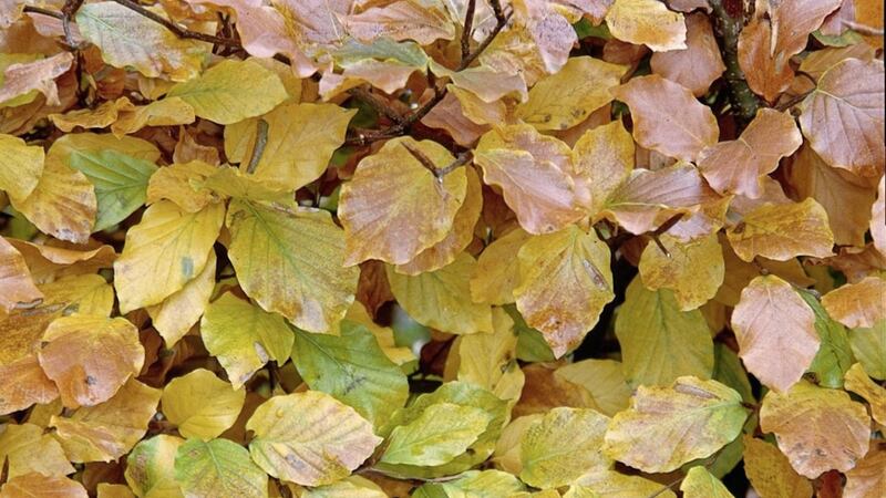 The golden autumnal leaves of beech 